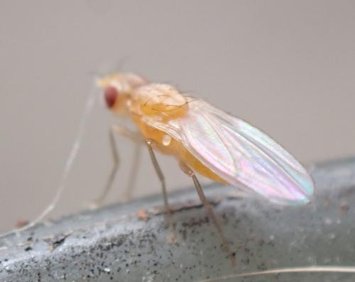 Scaptomyza flava